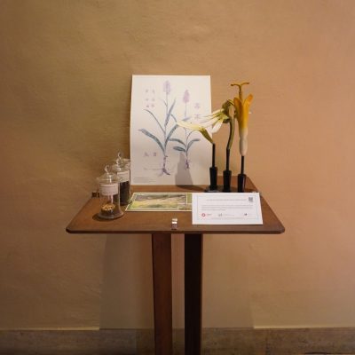 Museo Botanico - La cura della natura: proteggere le piante indigene