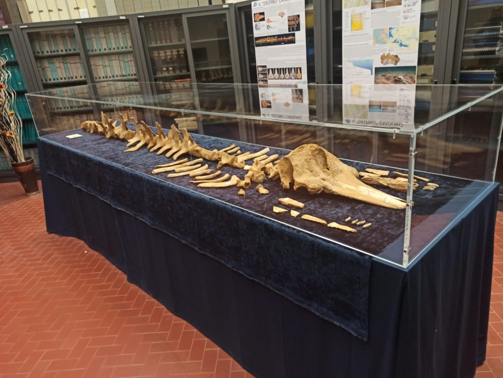 Fossile di delfinide del Pliocene